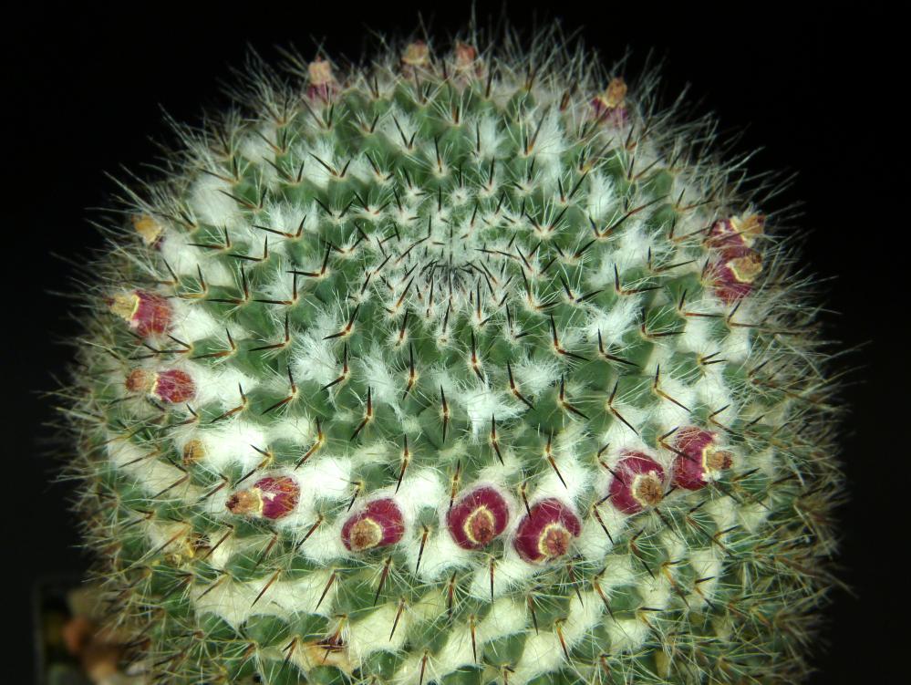 Mammillaria
